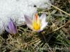 Crocus Biflorus Subsp. Atrospermus