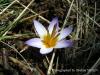 Crocus Biflorus Subsp. Atrospermus