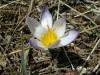 Crocus Biflorus Subsp. Atrospermus