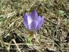 Crocus Biflorus Subsp. Atrospermus