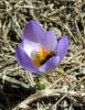 Crocus Biflorus Subsp. Atrospermus