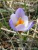 Crocus Biflorus Subsp. Atrospermus