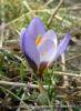 Crocus Biflorus Subsp. Atrospermus