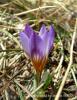 Crocus Biflorus Subsp. Atrospermus