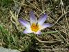 Crocus Biflorus Subsp. Atrospermus