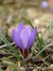 Crocus Biflorus Subsp. Ionopharynx