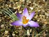 Crocus Biflorus Subsp. Isauricus