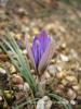 Crocus Biflorus Subsp. Isauricus