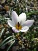 Crocus Biflorus Subsp. Nubigena