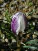 Crocus Biflorus Subsp. Nubigena