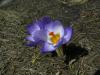 Crocus Biflorus Subsp. Pulchricolor