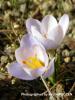 Crocus Biflorus Subsp. Pulchricolor