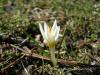 Crocus Biflorus Subsp. Punctatus / Belpnar Geidi