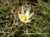 Crocus Biflorus Subsp. Punctatus / Belpnar Geidi