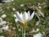 Crocus Biflorus Subsp. Punctatus / Belpnar Geidi