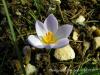 Crocus Biflorus Subsp. Tauri