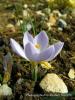 Crocus Biflorus Subsp. Tauri