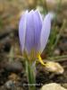 Crocus Biflorus Subsp. Tauri / Bayburt