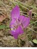 Colchicum Bivonae / Liliaceae