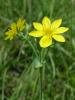 Blackstonia Perfoliata (Gentianaceae)