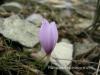 Colchicum Burtii / Denizli