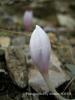 Colchicum Burtii / Denizli