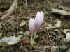 Colchicum Burtii / Denizli