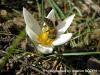 Crocus Antalyensis / Antalya idemi