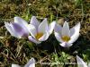 Crocus Biflorus Subsp. Adamii