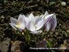 Crocus Biflorus Subsp. Adamii