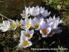 Crocus Biflorus Subsp. Adamii