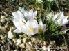 Crocus Biflorus Subsp. Biflorus