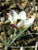 Crocus Biflorus Subsp. Crewei