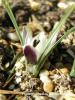 Crocus Biflorus Subsp. Crewei