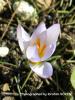 Crocus Biflorus Subsp. Punctatus