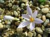 Crocus Cancellatus Subsp. Pamphylicus