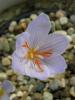 Crocus Cancellatus Subsp. Pamphylicus