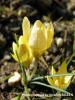 Crocus Danfordiae / Dumlupnar