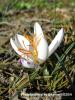 Crocus Fleischeri / ivril