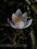 Crocus  Speciosus Subsp. Xantholaimos