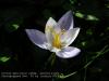 Crocus  Speciosus Subsp. Xantholaimos