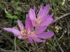 Colchicum Turcicum