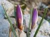 Crocus Biflorus Subsp. Crewei