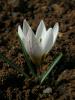 Crocus Biflorus Subsp. Crewei