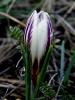 Crocus Biflorus Subsp. Crewei