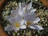 Crocus Cancellatus Subsp. Pamphylicus