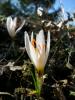 Crocus Fleischeri