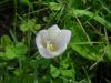 Crocus Kotschyanus Subsp. Kotschyanus