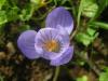 Crocus Speciosus Subsp. Speciosus