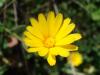 Calendula Arvensis Antalya